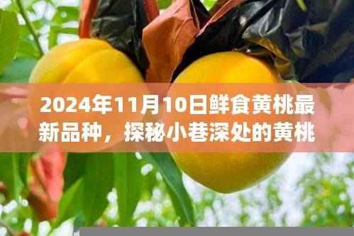 探秘鲜食黄桃新品种,小巷深处的尝鲜之旅(2024年最新报道)