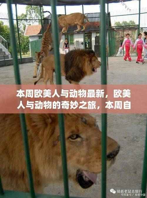 欧美人与动物奇妙之旅,本周自然美景探索与心灵宁静的追寻