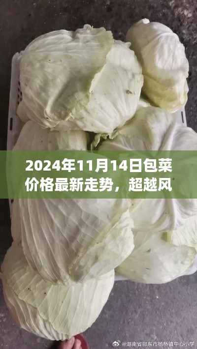 包菜价格最新走势,风云变幻中的成长之路