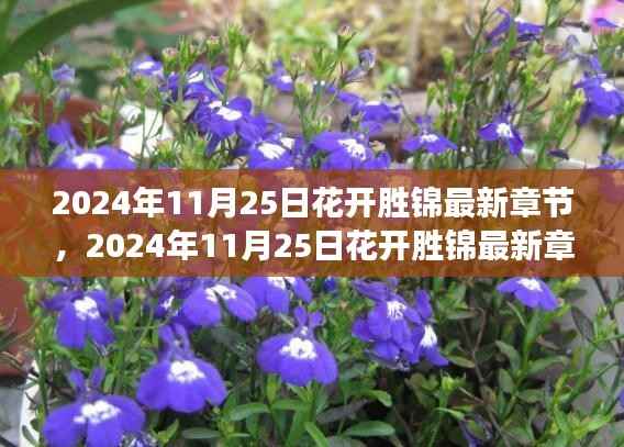 2024年11月25日花开胜锦,绚烂绽放的浪漫之旅最新章节
