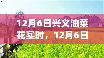 12月6日兴义油菜花种植与管理全程指南，从初识到精通的实时教程