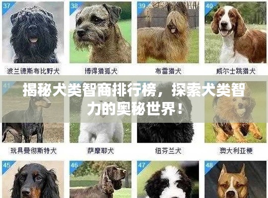 揭秘犬类智商排行榜,探索犬类智力的奥秘世界!