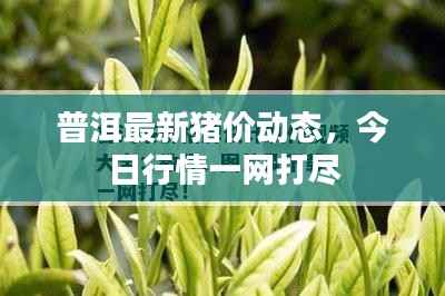 普洱最新猪价动态,今日行情一网打尽