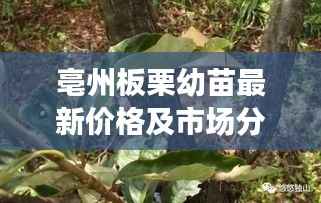 亳州板栗幼苗最新价格及市场分析,洞悉市场动态,掌握一手资讯!