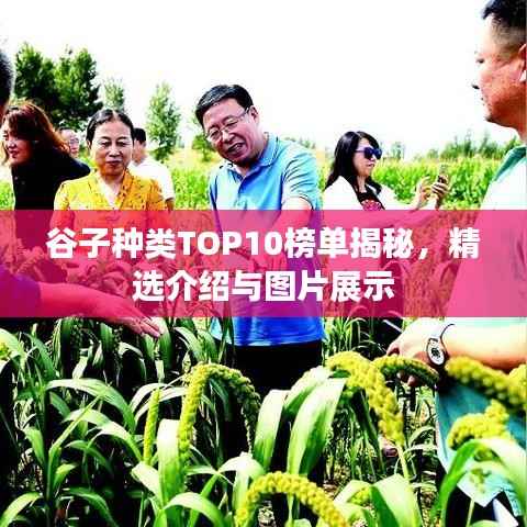 谷子种类TOP10榜单揭秘,精选介绍与图片展示