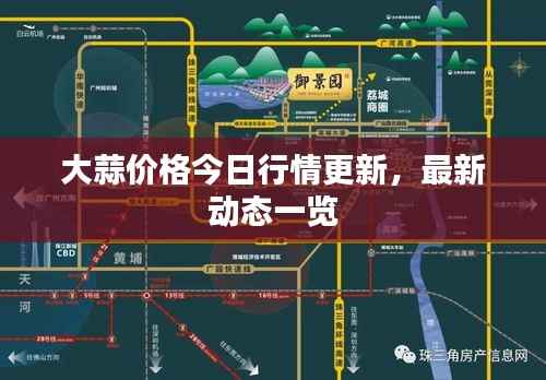 大蒜价格今日行情更新,最新动态一览