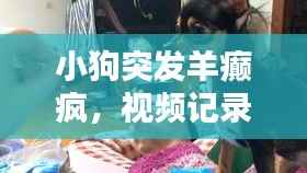 小狗突发羊癫疯,视频记录下的应对与关爱指南