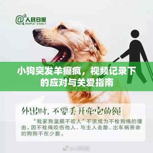 小狗突发羊癫疯,视频记录下的应对与关爱指南